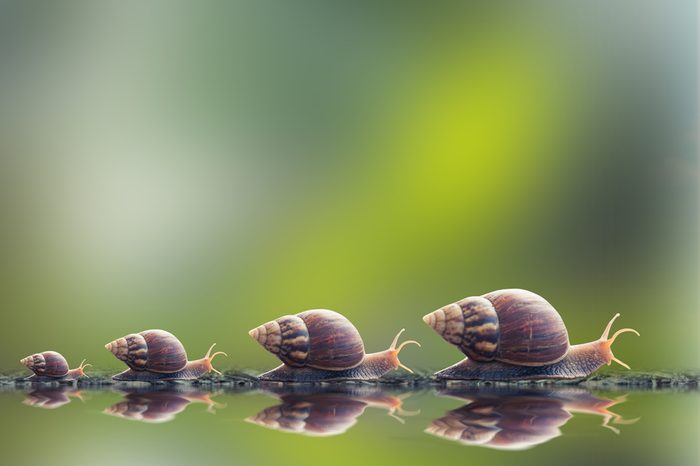 vintage style photo of snail family walking in line on water