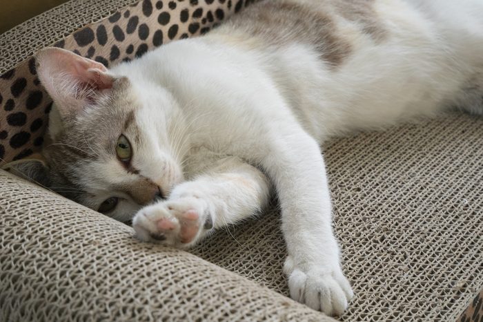 White cat starring at the camera and lying lazily on a cushion scratcher