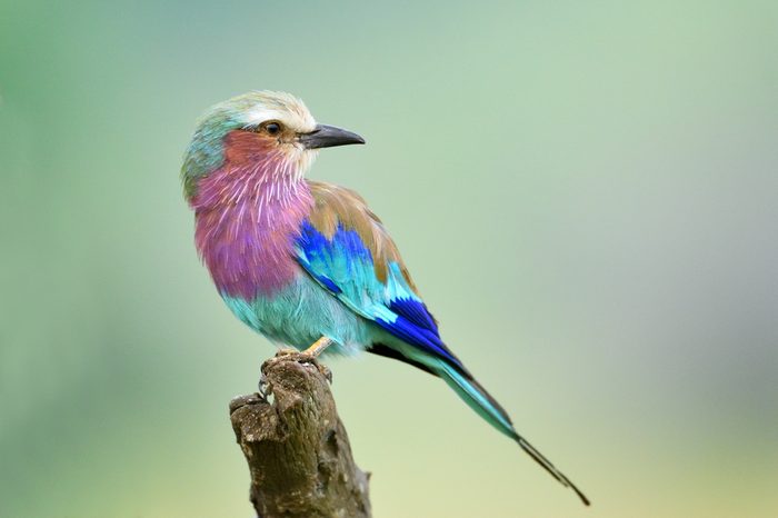 Lilac-breasted Roller (Coracias caudata) outdoor