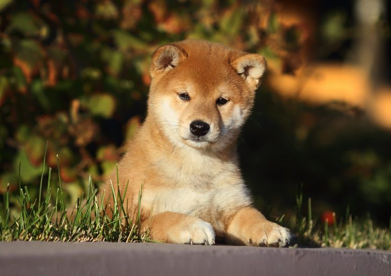 shiba inu puppy