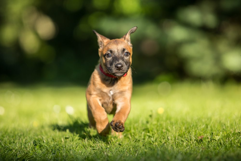 Running Belgian shepherd malinois puppy