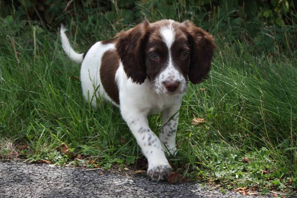 young liver and white working type english springer spaniel pet gundog puppy