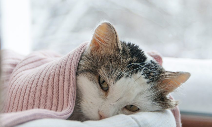 Why Your House Could Be Making Your Cat Sick