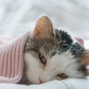 cat lies on the window in winter