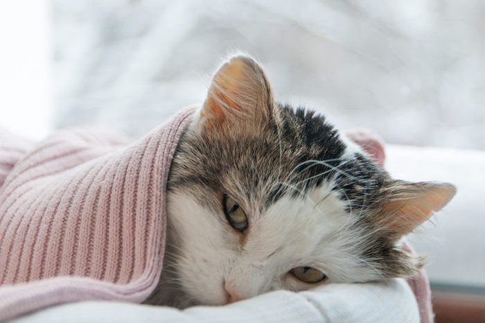 cat lies on the window in winter