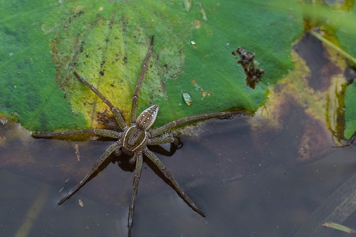 fishing spider