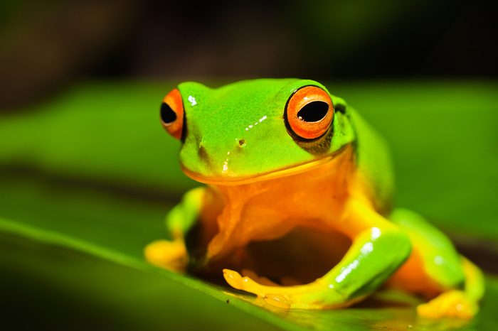 A macro shot of a beautiful Australian Orange thighed Tree frog, Litoria xanthomera, sitting on a leaf.