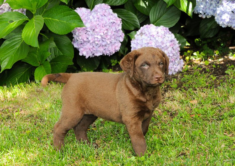 Portrait of puppy Chesapeake Bay Retriever in outdoors.