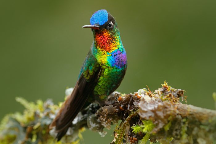 Red glossy shiny bird. Fiery-throated Hummingbird, Panterpe insignis, colour bird sitting on mossy branch. Red shiny hummingbird in dark habitat.