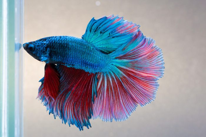 Betta splendens(Halfmoon)