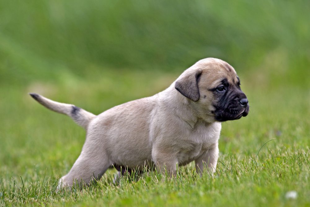 Curious Mastiff Puppy , few week old, standing on grass, portrait