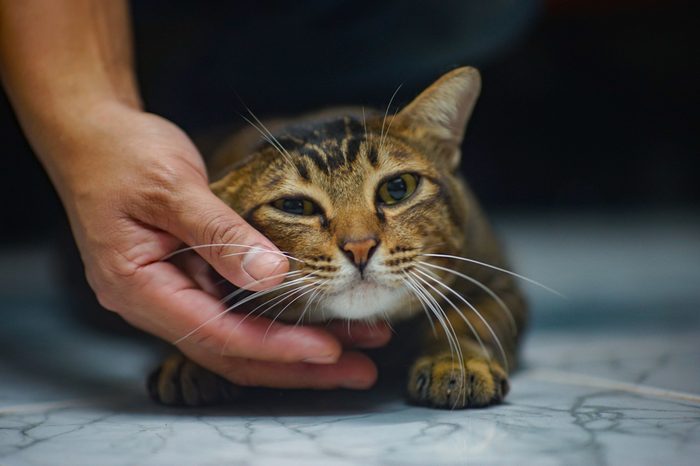 a brown stripe black cat lying on the floor. There is a hand rubbed at the chin of the cat.