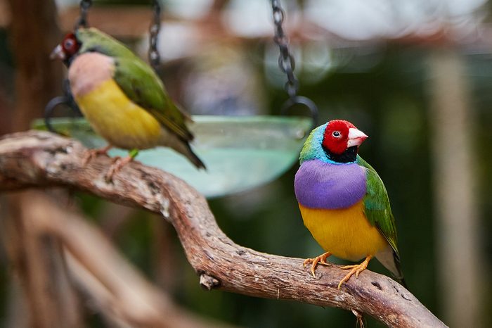 Gouldian Finch on Perch.