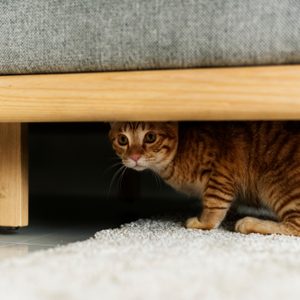 A cat hiding under a couch