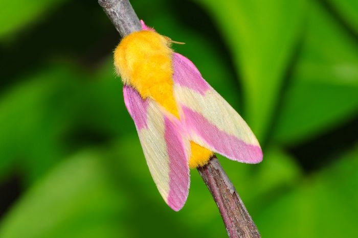 A Rosy Maple Moth (Dryocampa rubicunda) on a forest twig.