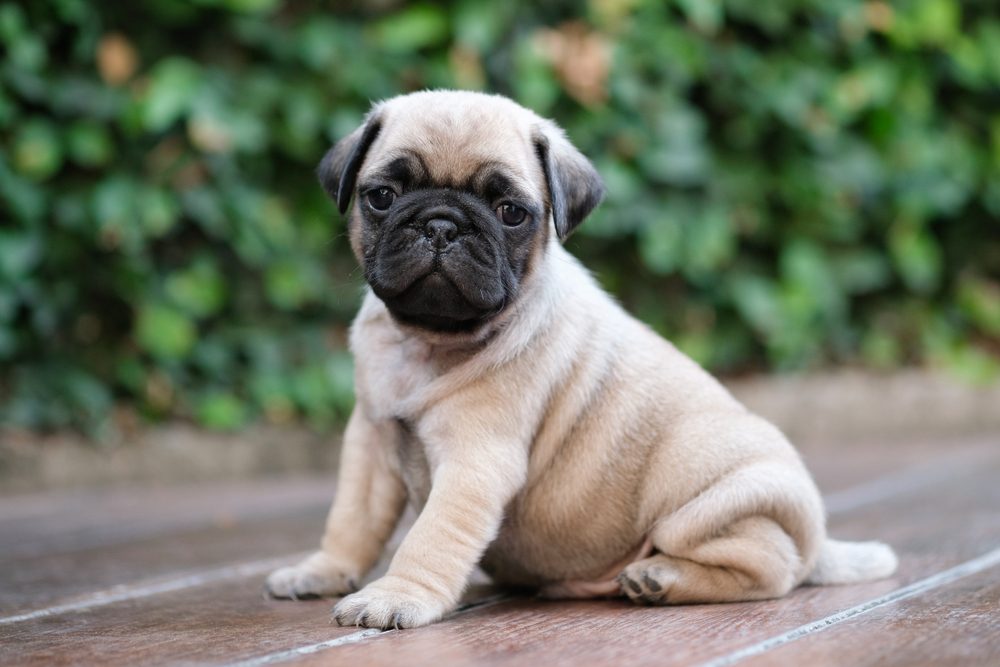 Newborn pug dog playing on wooden floor in garden.