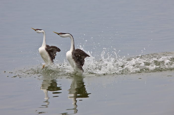 Western Grebe on Lake Saskatchewan Canada