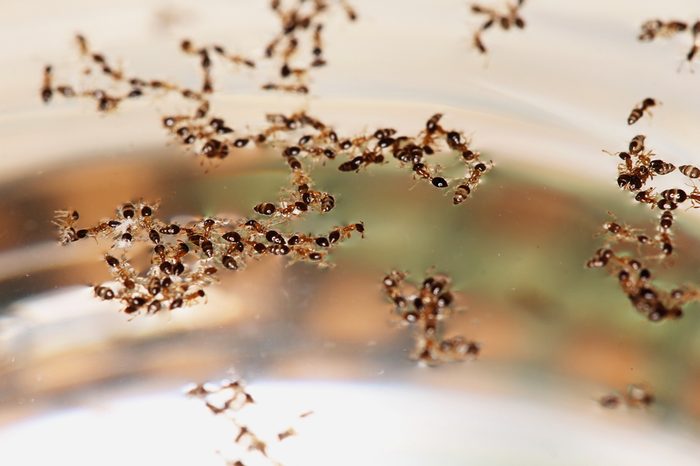 The ants above the water's surface