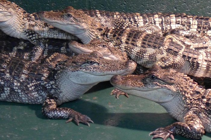 Arkansas Alligator Farm & Petting Zoo