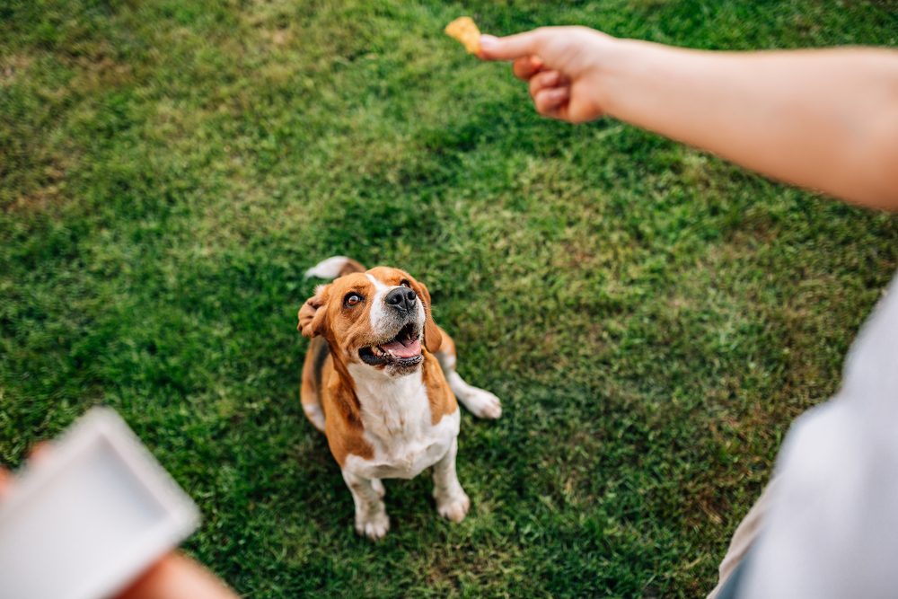 Beagle dog waiting for the food. Woman gives her Beagle the dog food.