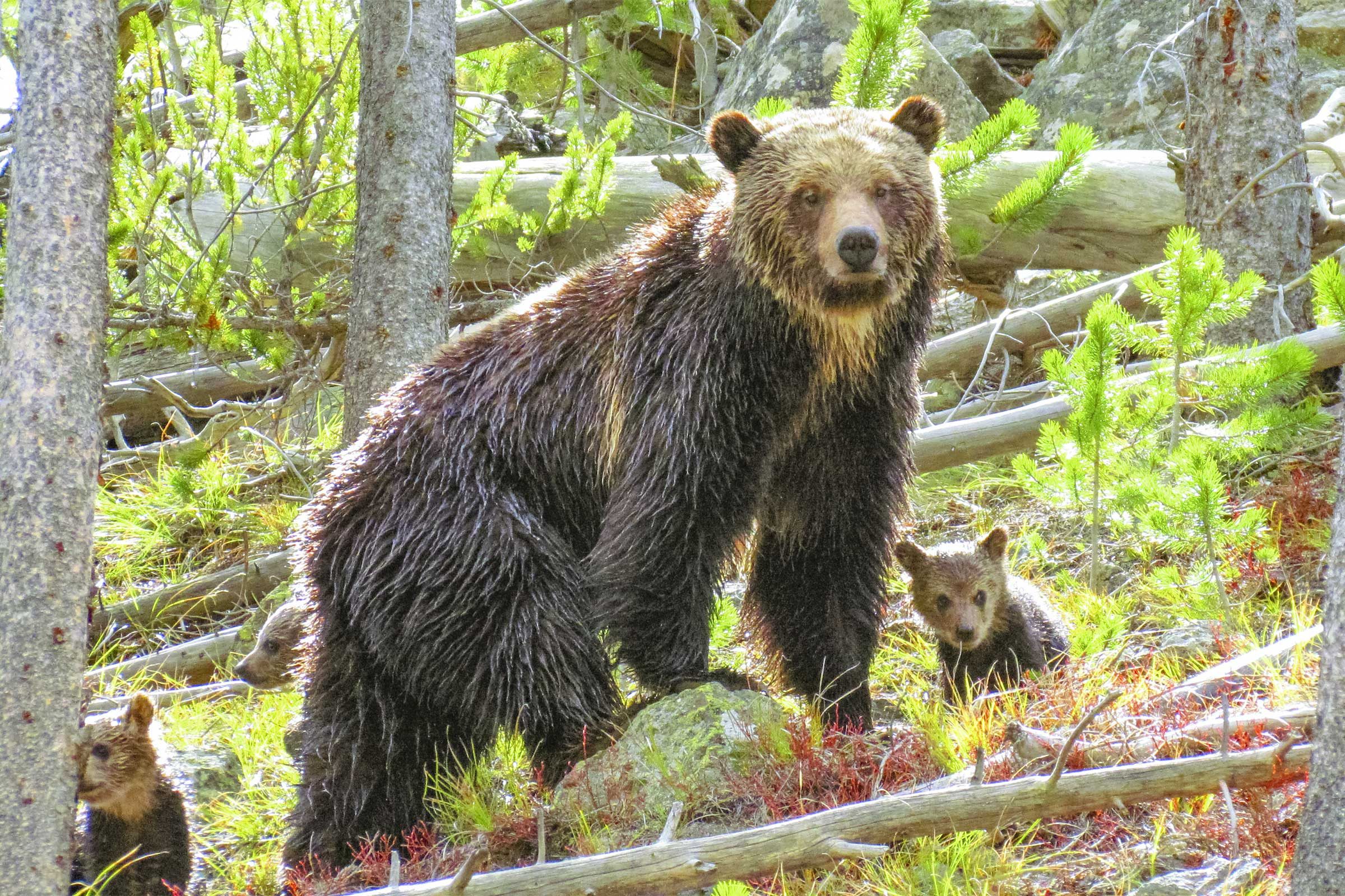 bear with babies