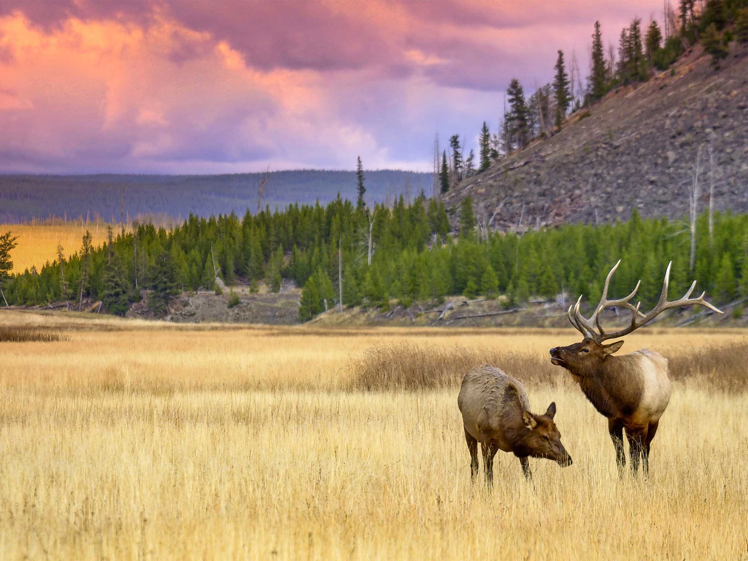 elk and cow