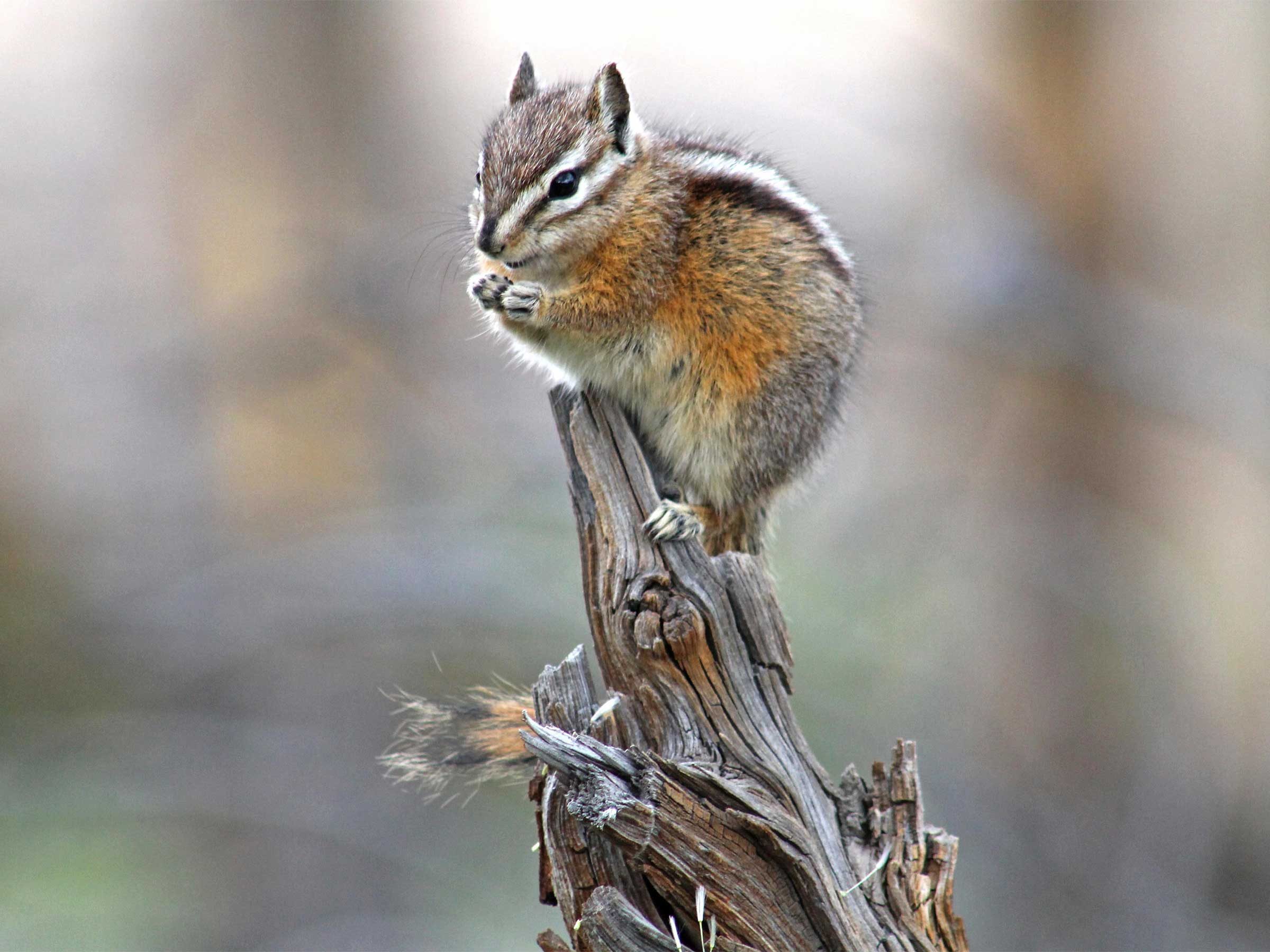 chipmunk