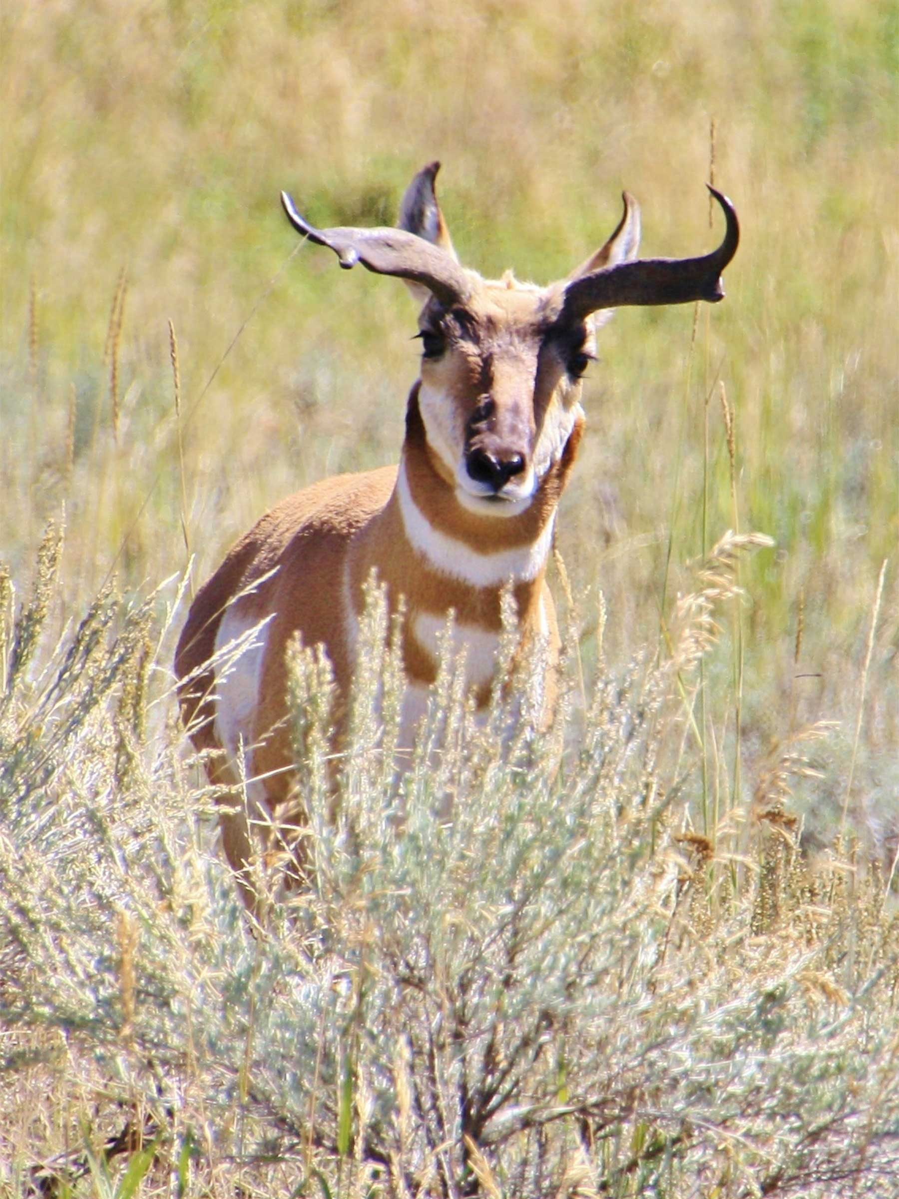 Pronghorn