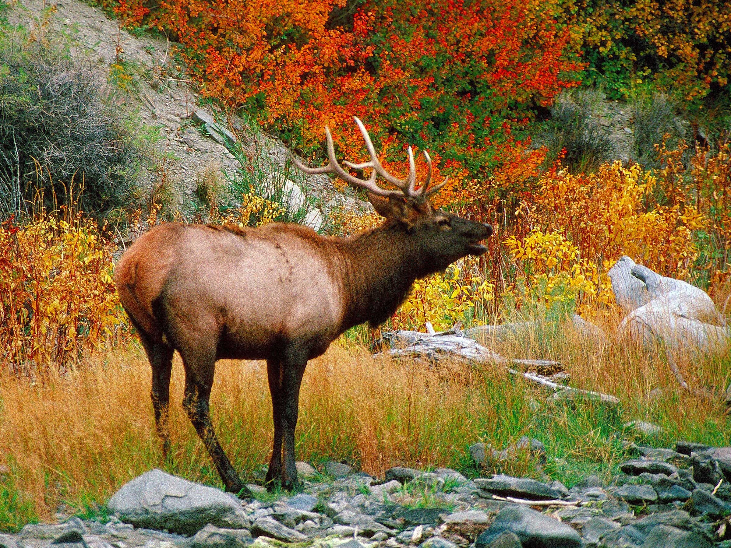 elk