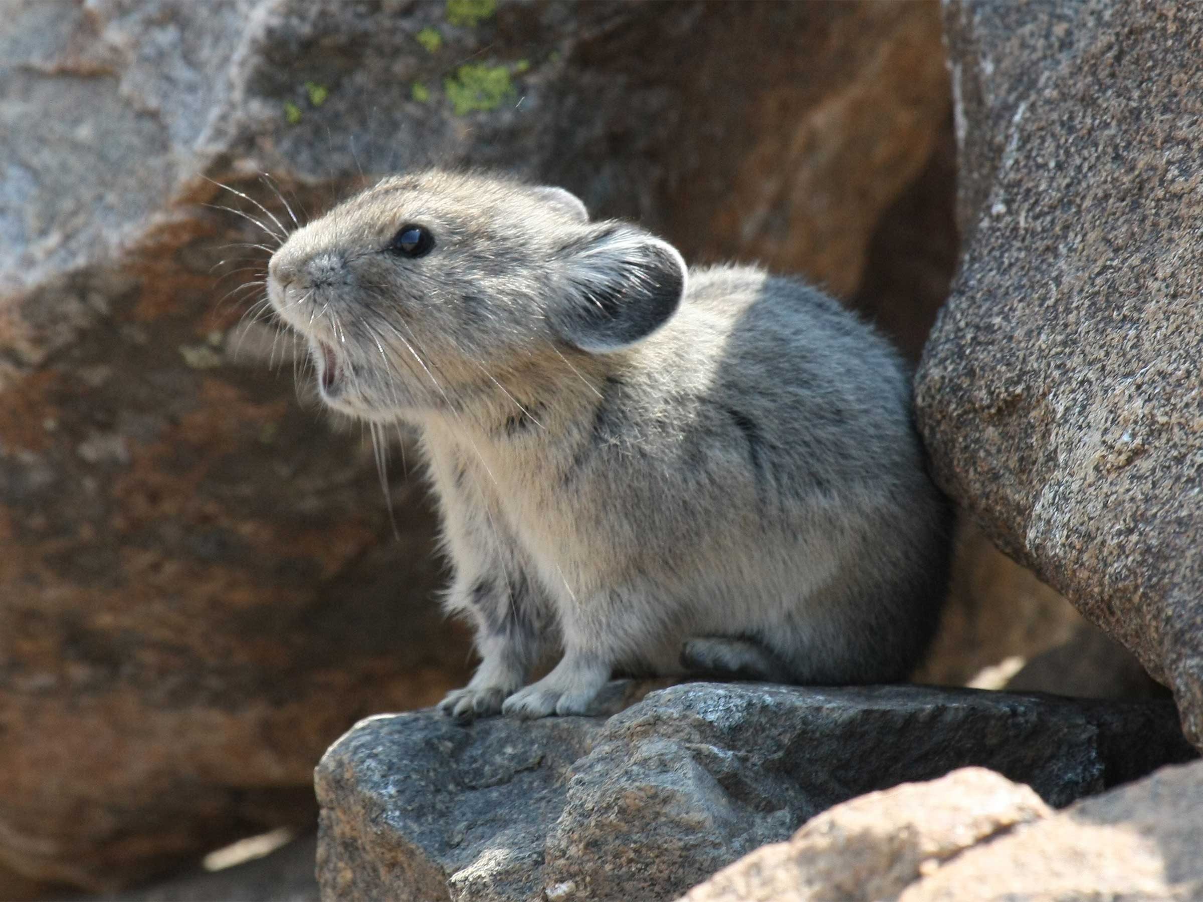 pika