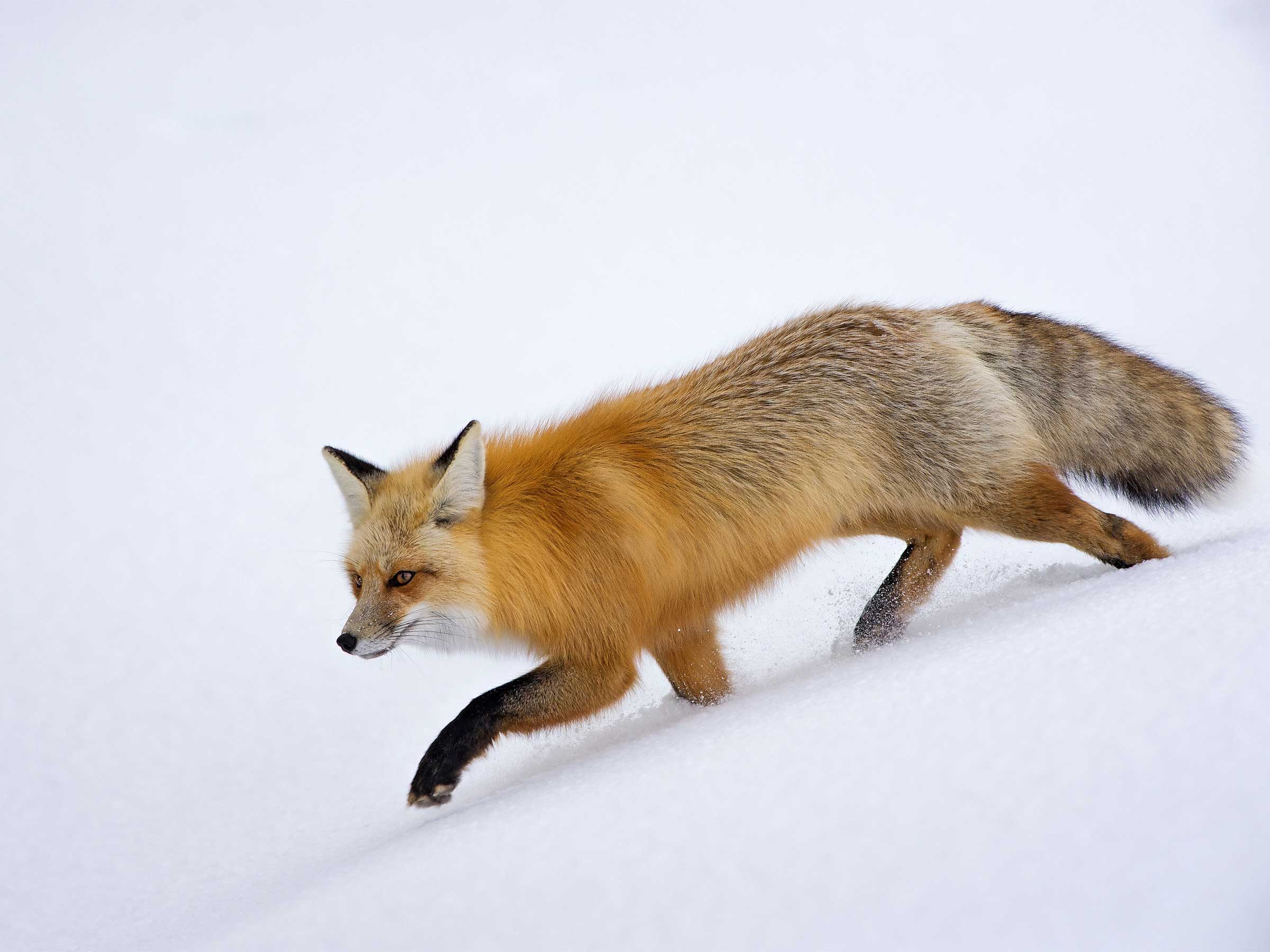 wild fox