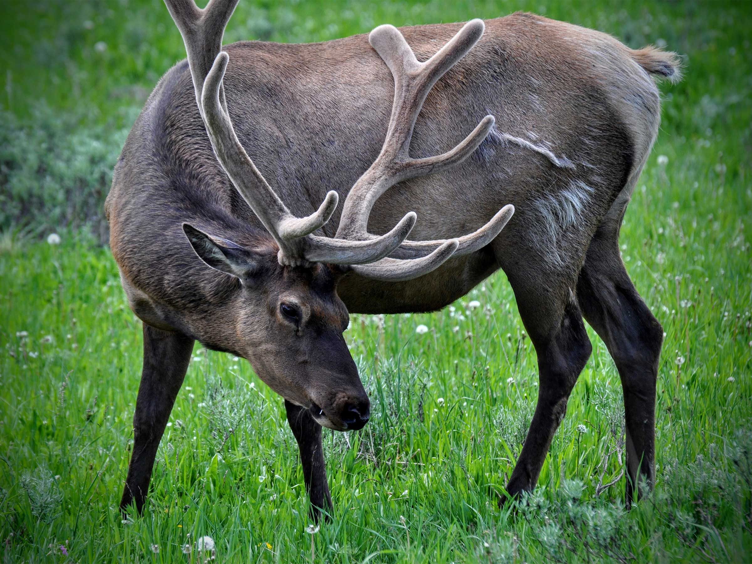 elk