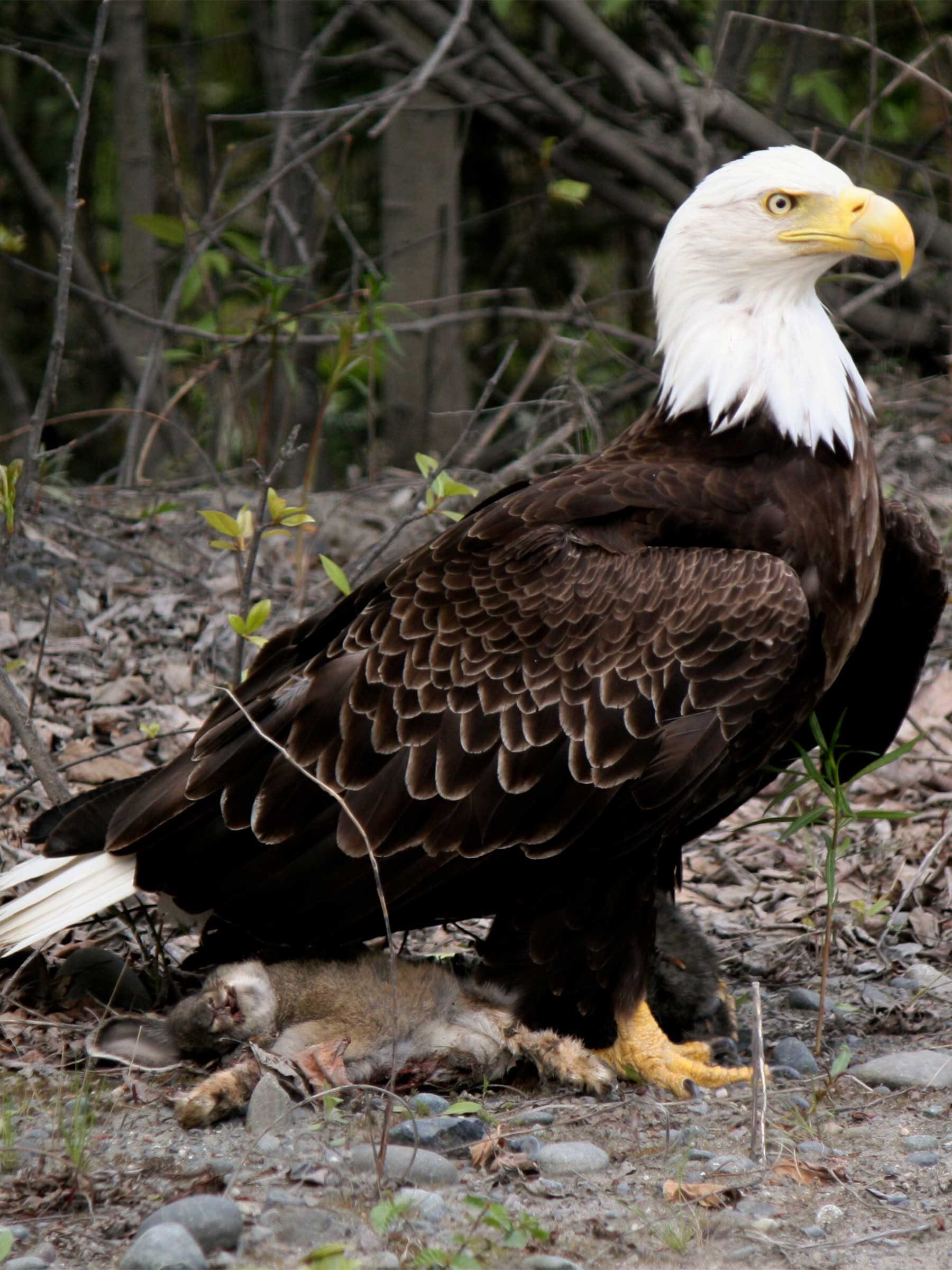 bald eagle