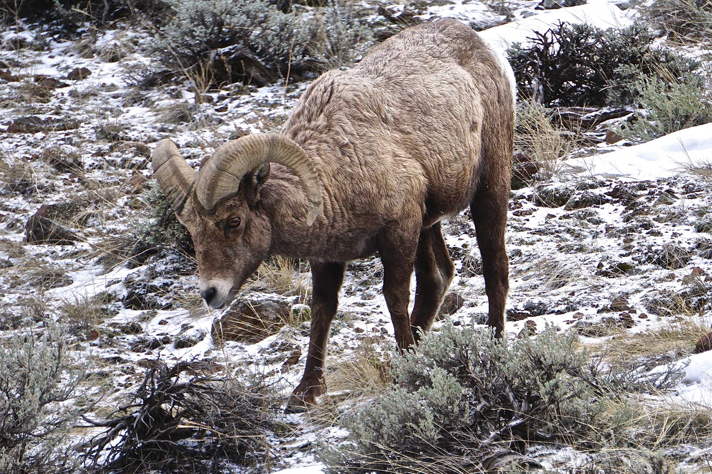 big horn sheep