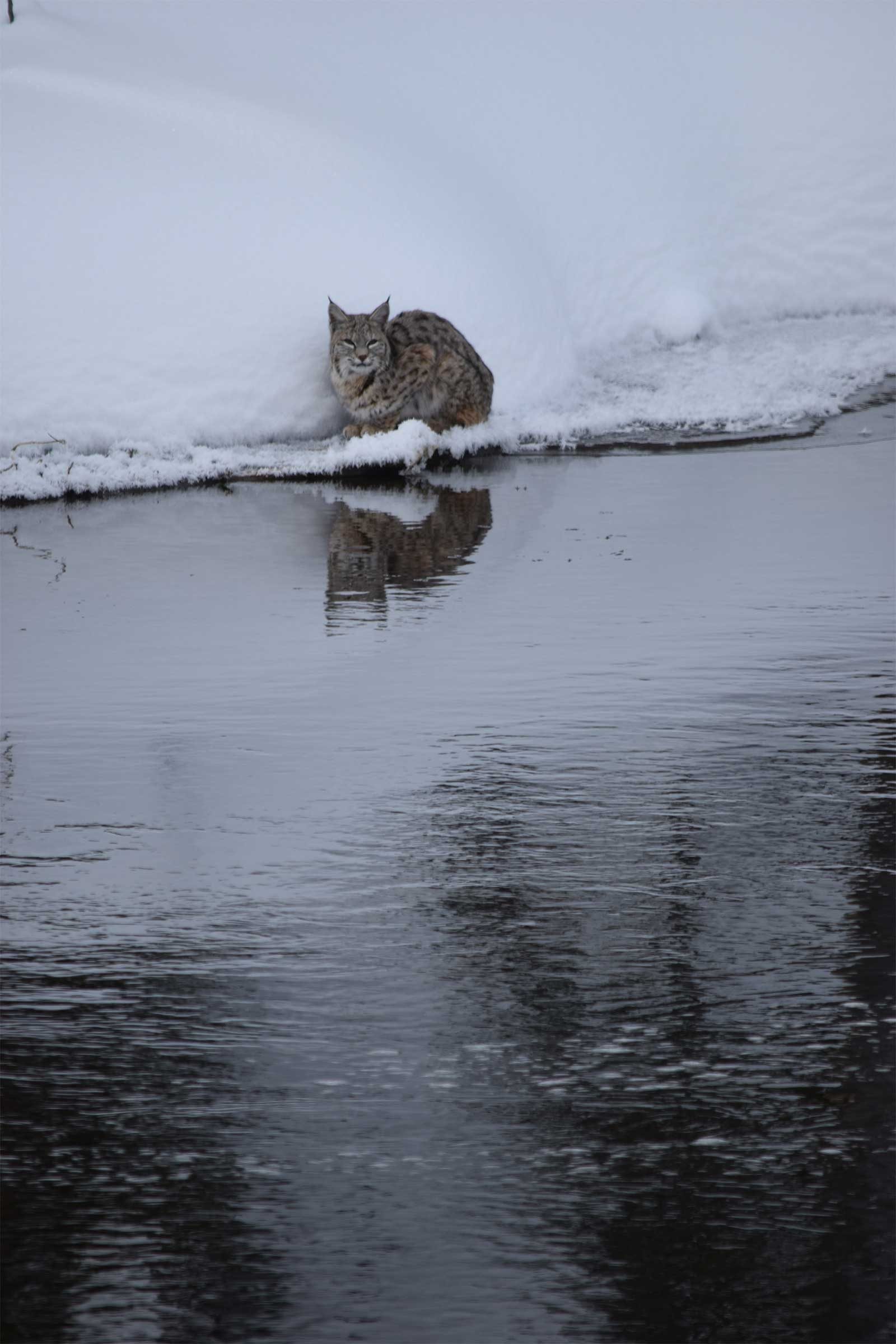 bobcat