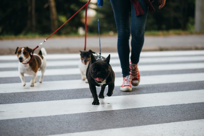 Dog walker crossing a street with dogs.