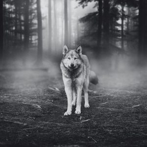 timber wolf
