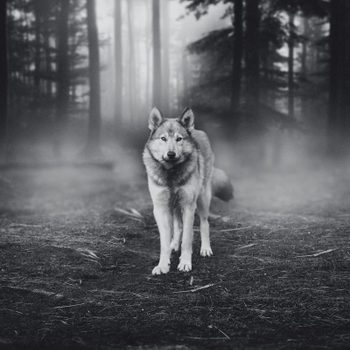 Timber wolf