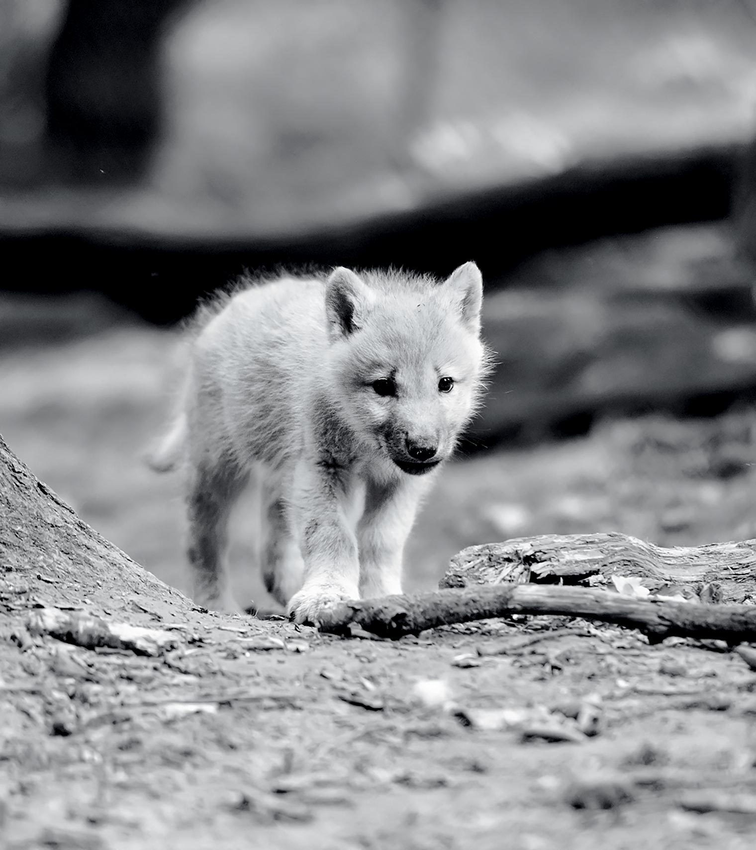 Timber wolf pup