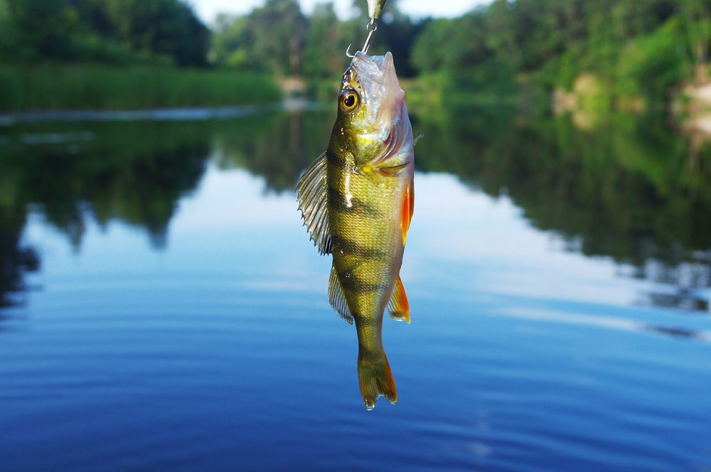 Perch caught on spinning