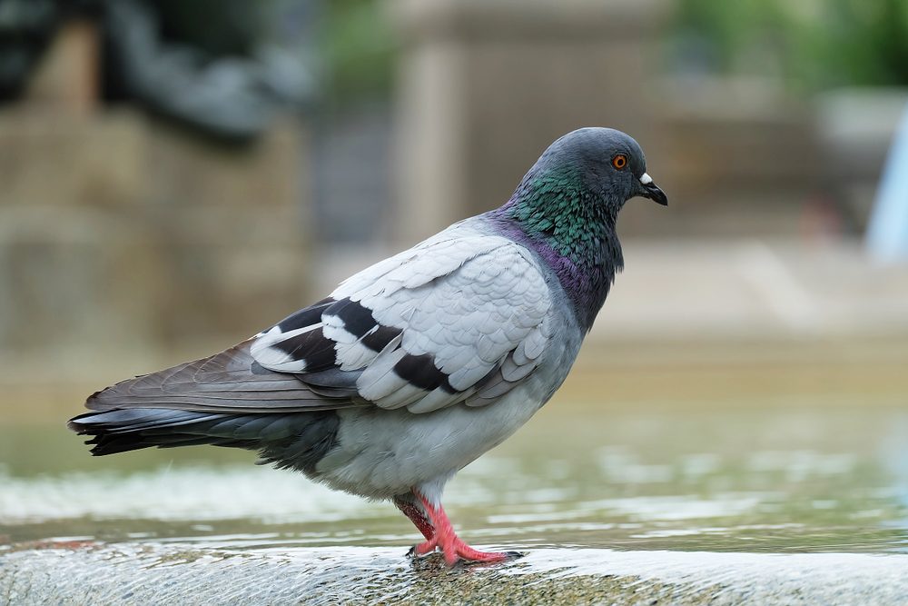 Funny bird standing and relaxing in Barcelona,spain.