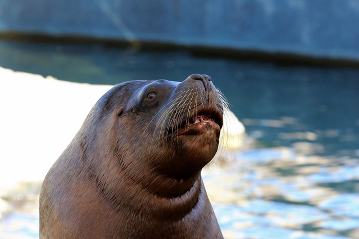 walrus in water