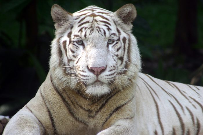 Bengal White Tiger