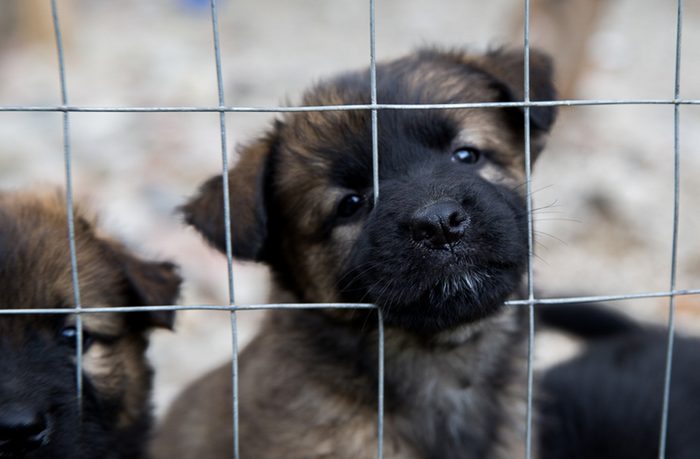 Sweet rescued dog puppy's brothers behind the kennel waiting for friend in south Italy.