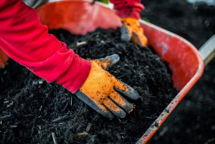Man with red shirt and orange working gloves is grabbing mulch inside of a red wheelbarrow. Collection that highlights the various landscaping tools, seasonal jobs and tasks.