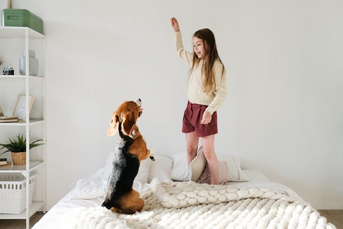 young caucasian girl playing with her puppy beagle dog