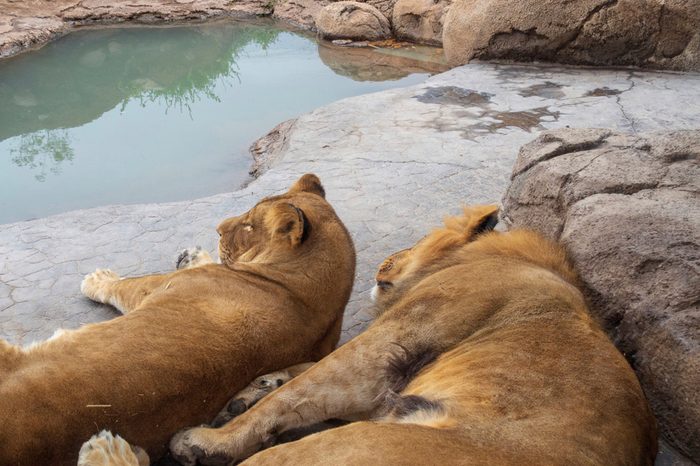 Lion Couple Cuddling