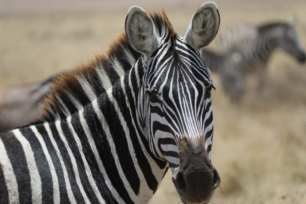 Zebra at Tanzania lake Manyara national park