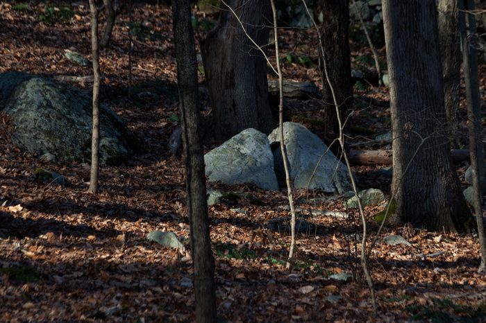 boulders and trees during autumn season