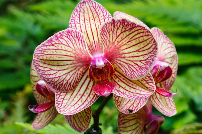 Colorful Flowering Orchid in the Tropics of Hawaii